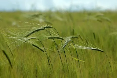 Ears of rye, farming Stock Photos