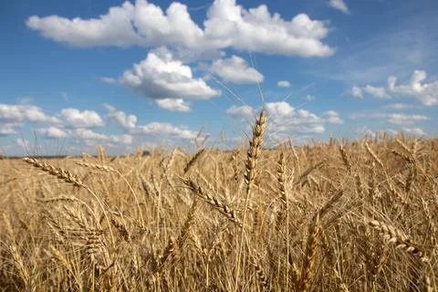 Ears of rye in the field Stock Photos