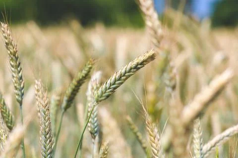 Ears of rye on field Stock Photos