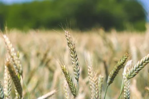 Ears of rye on field Stock Photos