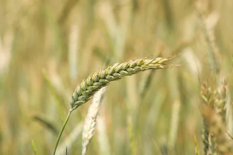 Ears of rye on field Stock Photos