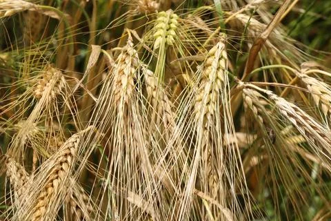 Ears of rye on field Stock Photos