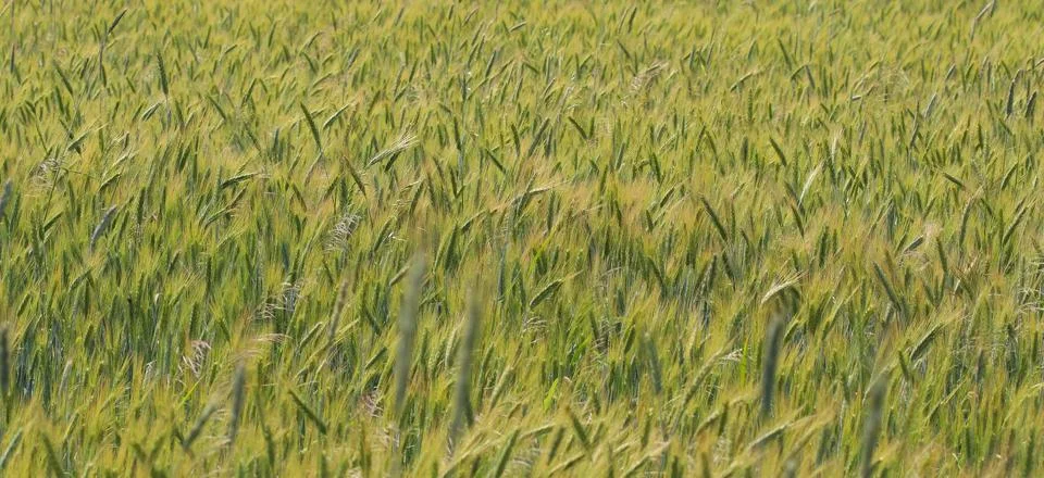 Ears of rye on field Stock Photos