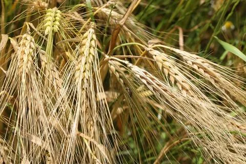 Ears of rye on field Stock Photos