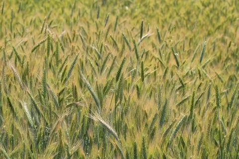 Ears of rye on field Stock-Fotos