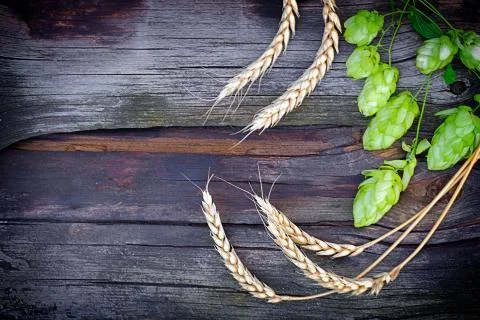 Ears of rye with hops on aged dark wooden background Stock Photos