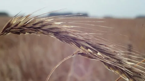 Ears of rye. Macro with backlit Stock-Footage 53311486