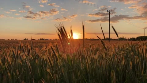Ears of rye moving in the wind at sunset 動画素材 154910808