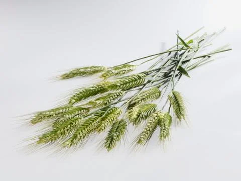 Ears of rye Foto stock