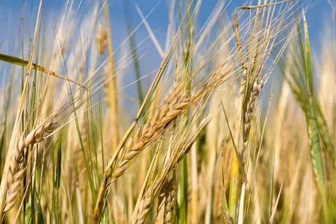 Ears of rye Stock Photos
