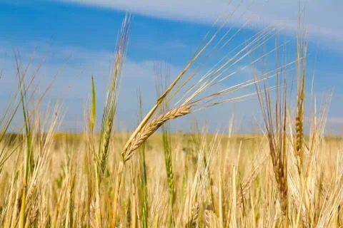 Ears of rye Stock Photos
