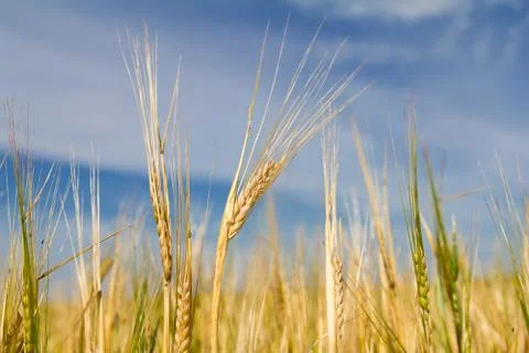 Ears of rye Stock Photos