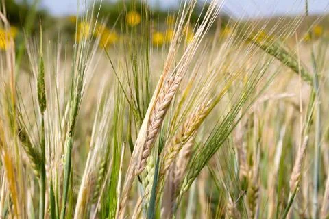 Ears of rye Stock Photos