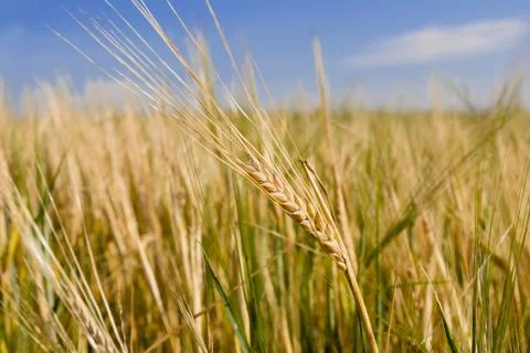 Ears of rye Stock Photos