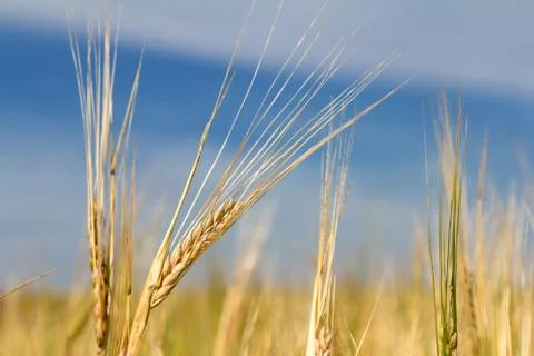 Ears of rye Stock Photos