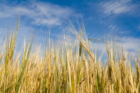 Ears of rye Stock Photos