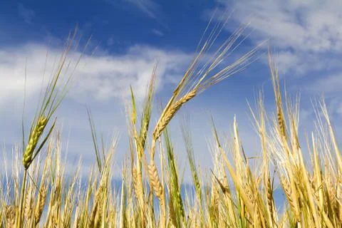 Ears of rye Stock Photos