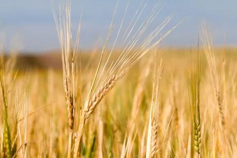 Ears of rye Stock Photos