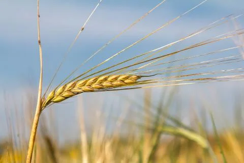 Ears of rye Stock Photos