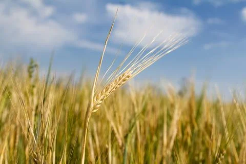 Ears of rye Stock Photos