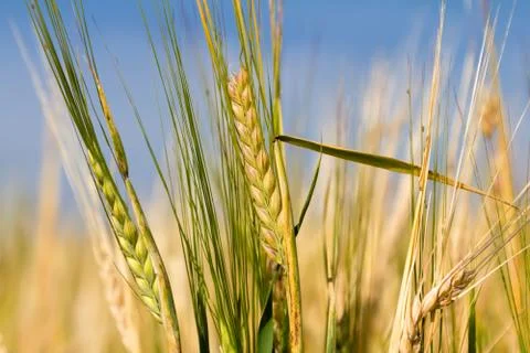 Ears of rye Stock Photos