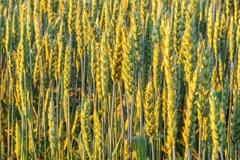Ears of rye. Stock Photos