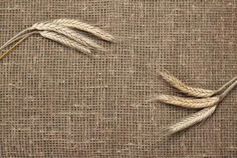 Ears of rye on sacking background Stock Photos