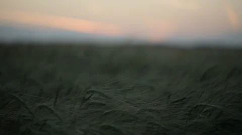 Ears of rye in the sunset Stock Footage 53465500