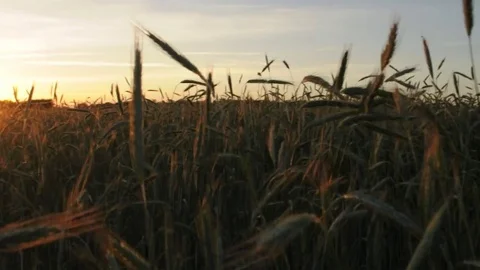 Ears of rye at sunset, Stock Footage 77086002