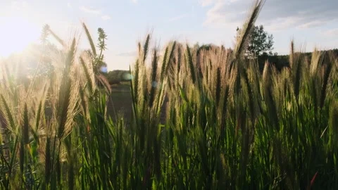 Ears of rye sway in the bright sunlight at sunset. Stock Footage 242633634