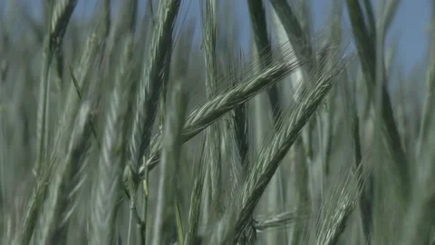 Ears of rye sway in the wind on a summer day Stock Footage 149059954