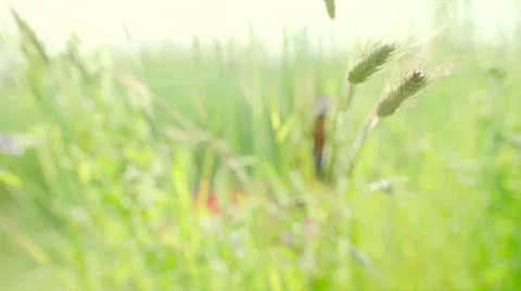 Ears of rye swaying during sunset Stock Footage 64766287