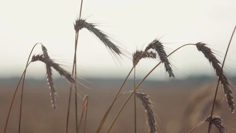 Ears of rye, wheat waving in the wind Stock Footage 118502271