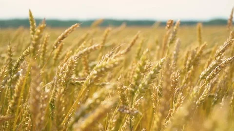 Ears of rye  in the wind Video stock 111408723