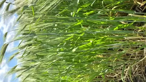 Ears of rye in the wind sway from the wind. harvest. agriculture Video stock 199410086