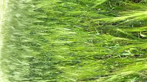 Ears of rye in the wind sway from the wind. harvest. agriculture Video stock 199410114