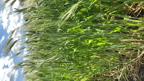 Ears of rye in the wind sway from the wind. harvest. agriculture Video stock 199410142