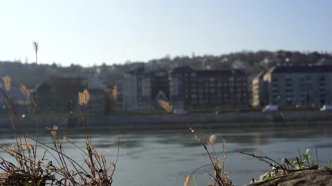 Ears sway from the wind background of the city and the river Stock-Footage 234429982