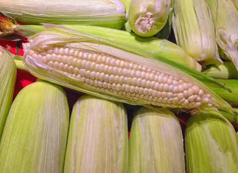 Ears of sweet corn Stock Photos