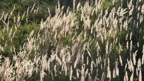 The ears of tall grass swing in the light of the autumn setting sun. Stock Footage 282868469