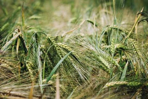 Ears of triticale on field Stock Photos