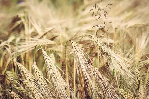 Ears of triticale on field Stock Photos