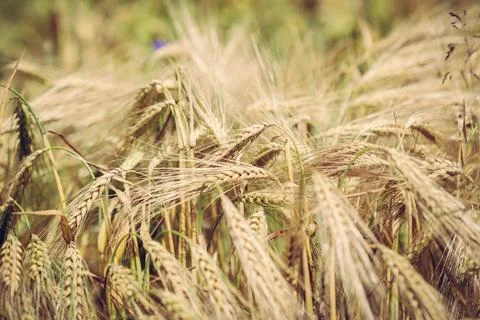Ears of triticale on field Foto stock