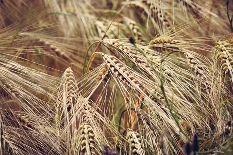 Ears of triticale on field Stock Photos