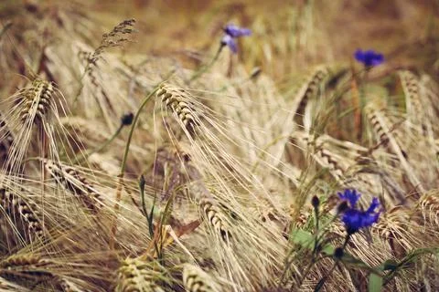 Ears of triticale on field Stock Photos