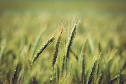 Ears of triticale on field Stock Photos