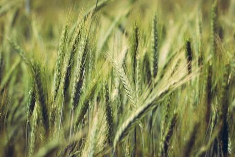 Ears of triticale on field Stock Photos