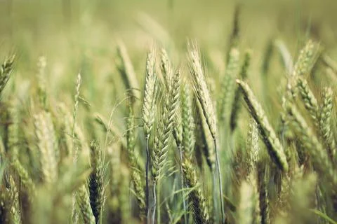 Ears of triticale on field Stock Photos