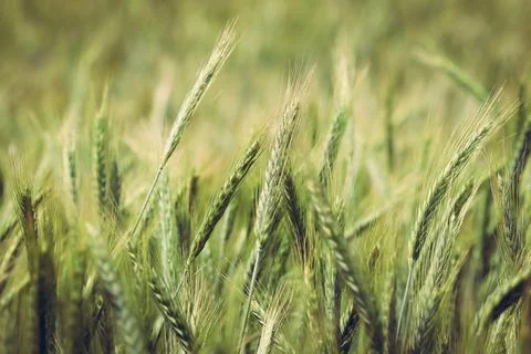 Ears of triticale on field Stock Photos