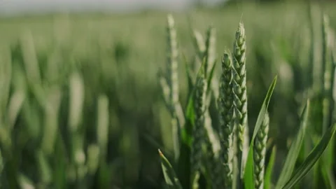 Ears of unripe wheat or rye. Stock Footage 134485601